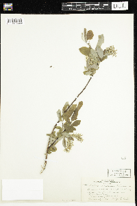 Salix bebbiana image