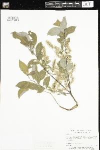 Salix bebbiana image