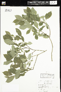 Salix bebbiana image