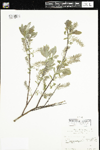 Salix bebbiana image