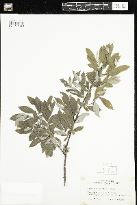 Salix bebbiana image