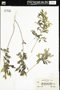 Salix amygdaloides image