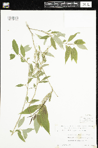 Salix amygdaloides image