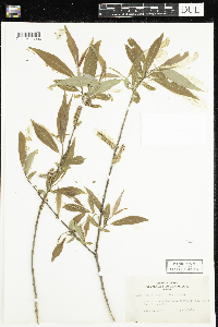 Salix amygdaloides image