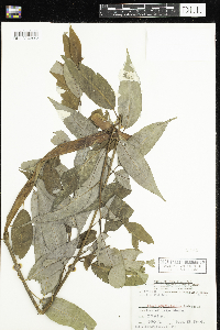 Salix amygdaloides image