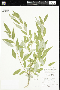 Salix amygdaloides image