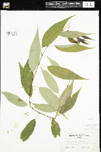 Salix amygdaloides image