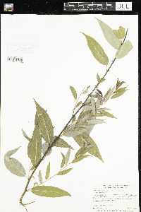 Salix amygdaloides image