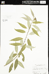 Salix amygdaloides image