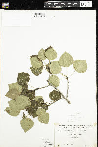 Populus tremuloides image