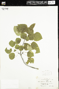 Populus tremuloides image