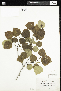 Populus tremuloides image