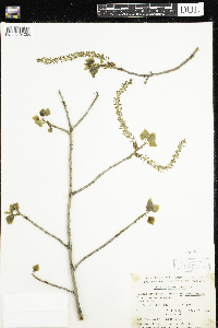 Populus tremuloides image