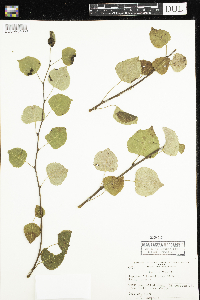 Populus tremuloides image