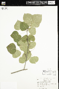 Populus tremuloides image