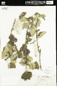 Populus trichocarpa image