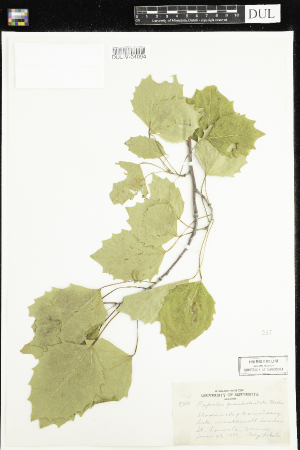 Populus grandidentata image