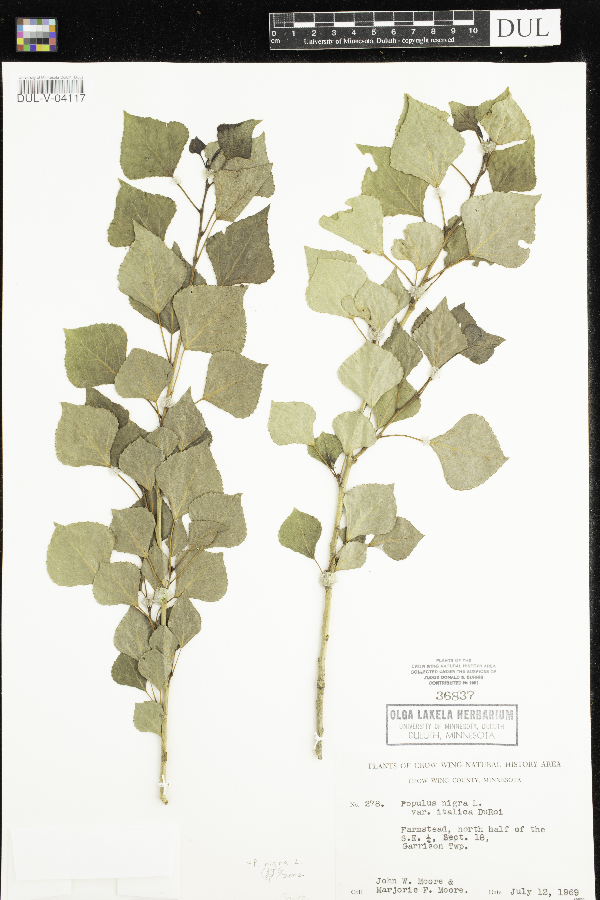 Populus nigra image