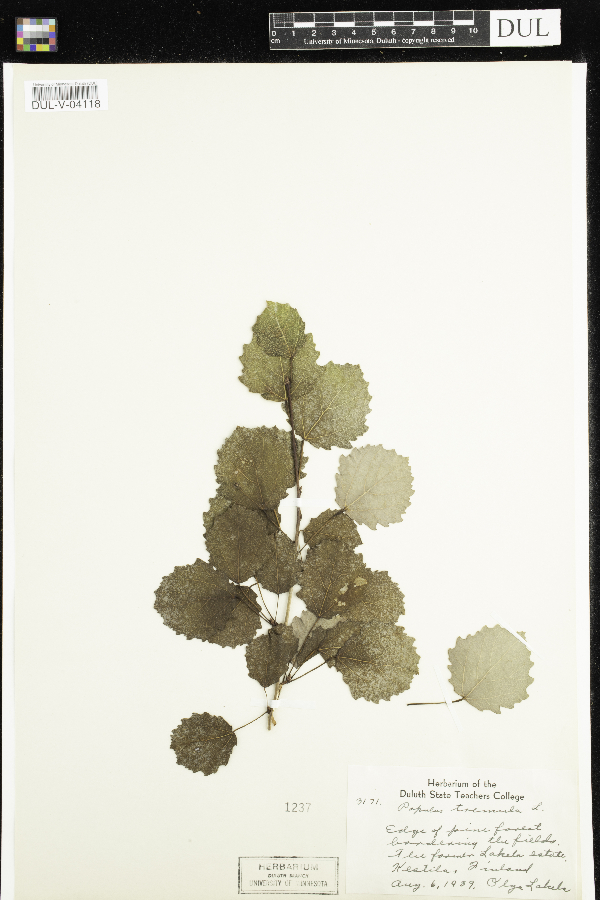 Populus tremula image