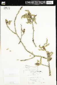 Populus tremuloides image