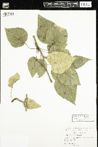 Populus balsamifera image