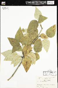 Populus balsamifera image