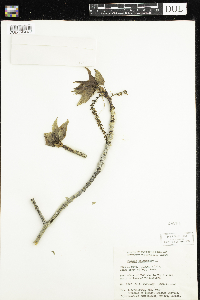 Populus balsamifera image