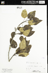 Populus balsamifera image