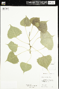 Populus deltoides image