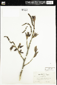 Populus balsamifera image