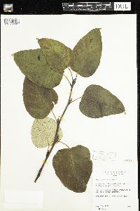 Populus balsamifera image