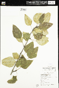 Populus balsamifera image