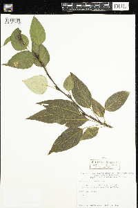 Populus balsamifera image