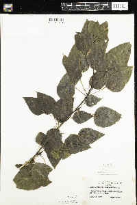 Populus balsamifera image