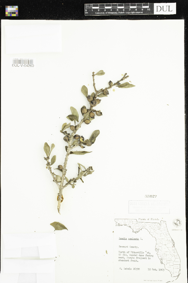 Randia aculeata image