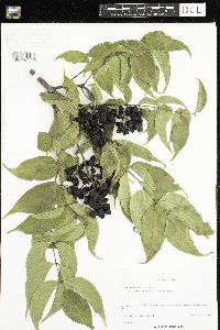 Image of Phellodendron amurense