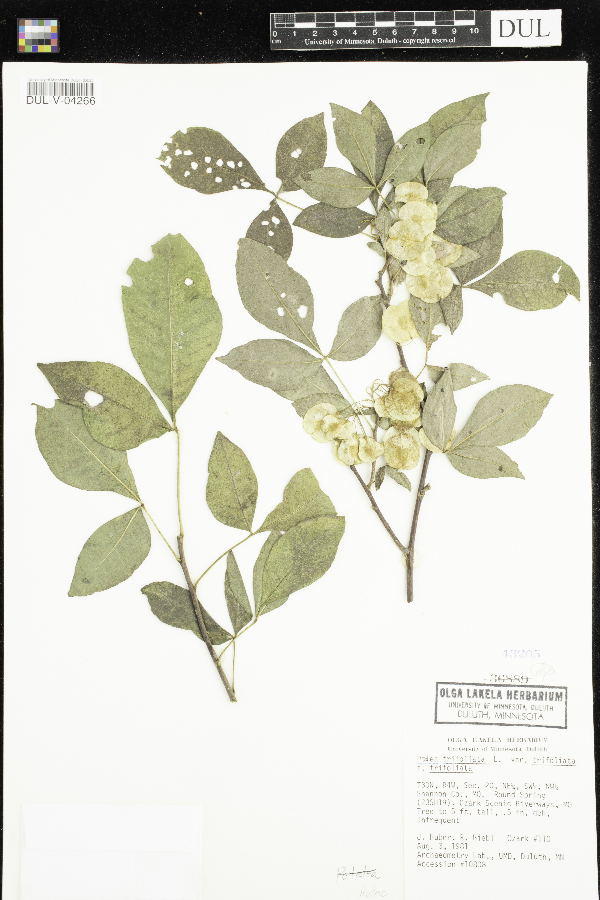 Ptelea trifoliata f. trifoliata image