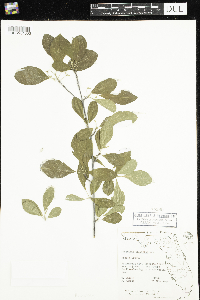 Guettarda elliptica image