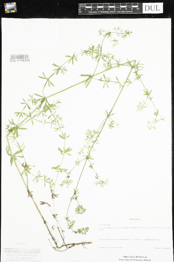 Galium album image