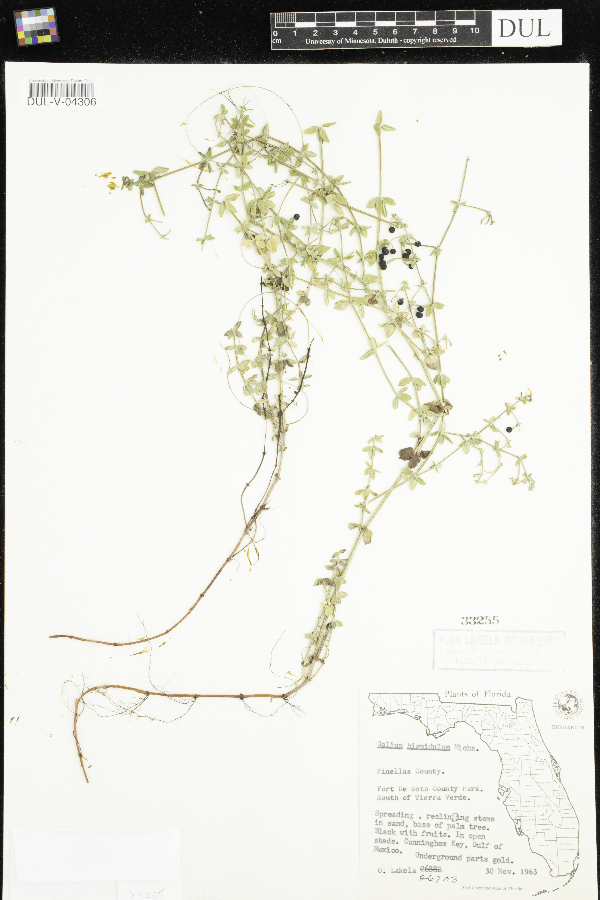 Galium hispidulum image