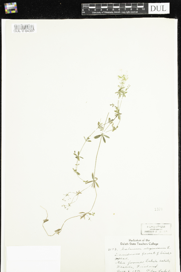Galium uliginosum image