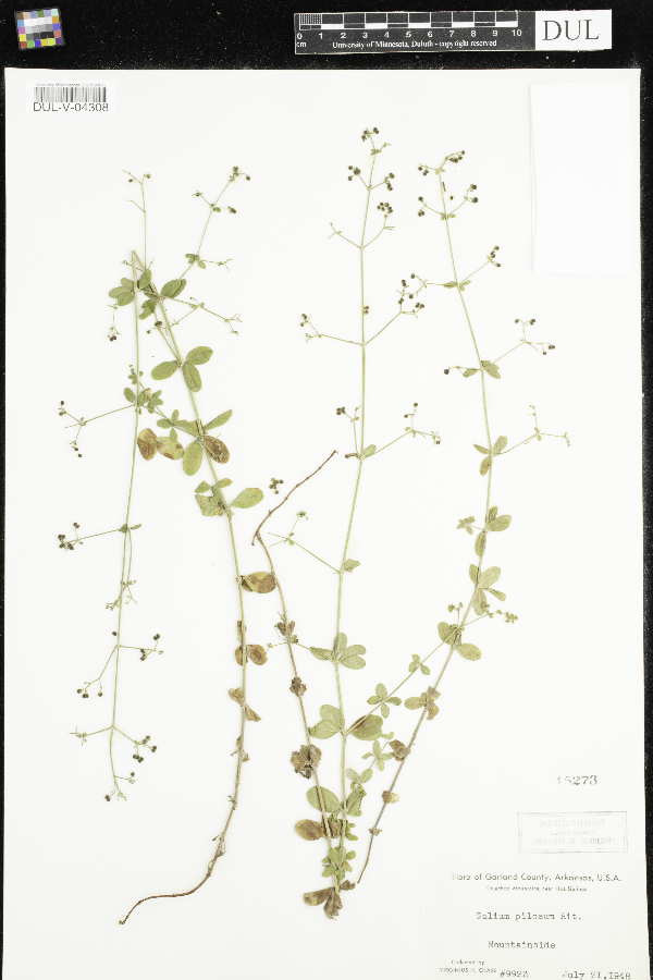 Galium pilosum image