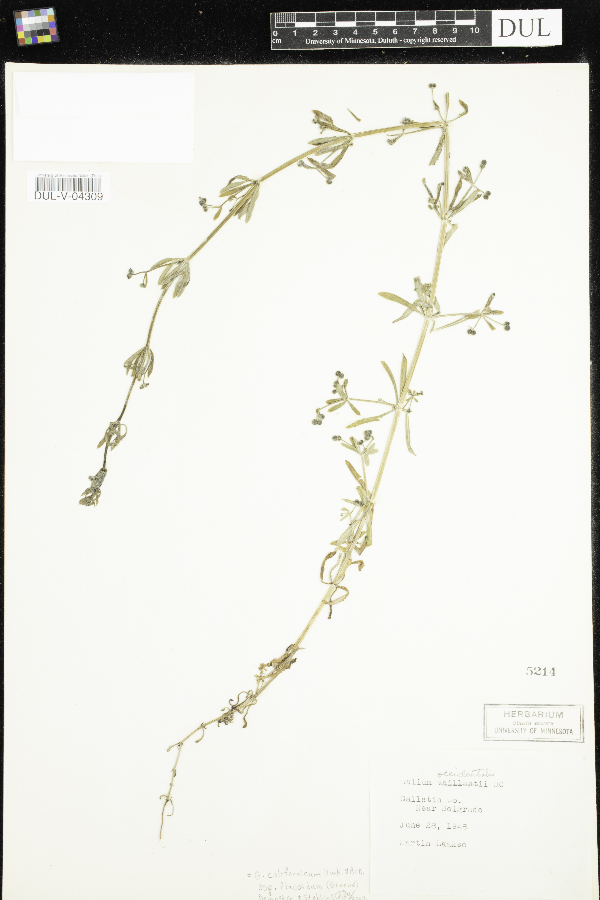 Galium occidentale image