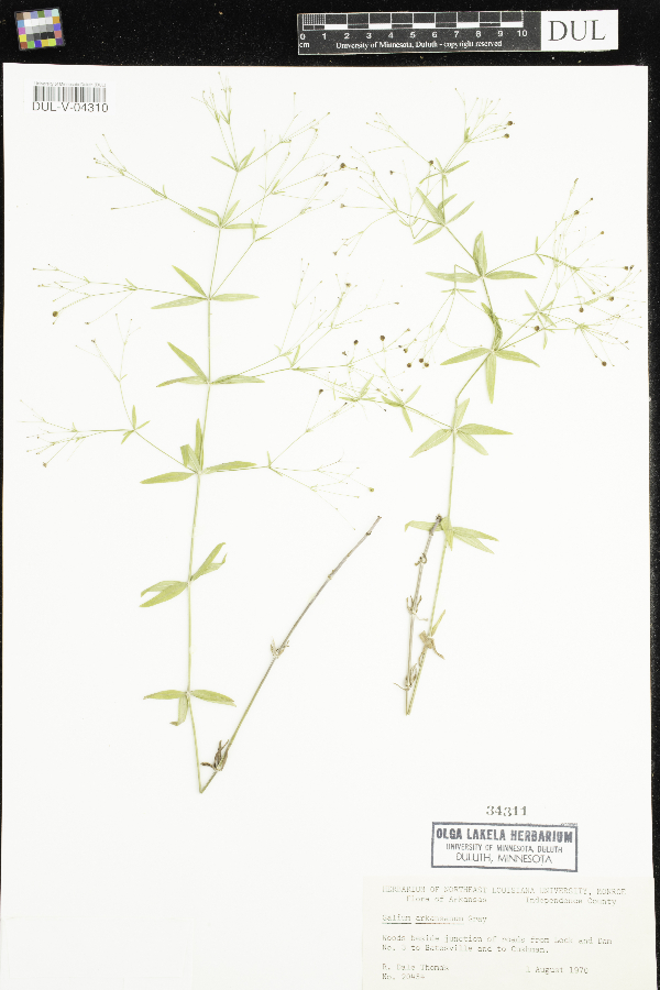 Galium arkansanum image