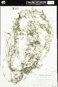 Galium verum image