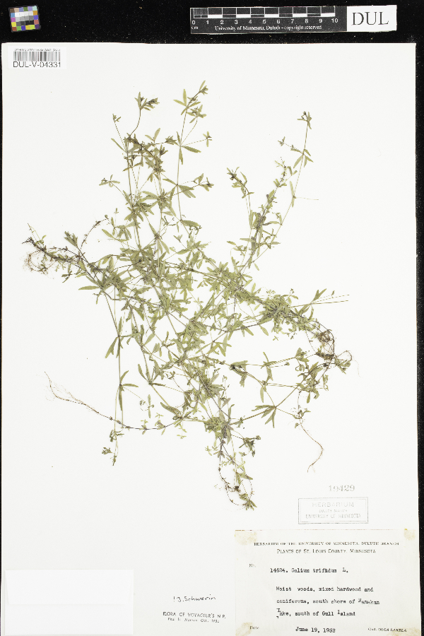 Galium trifidum image