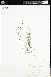 Galium trifidum subsp. subbiflorum image