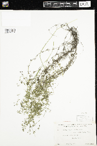 Galium trifidum subsp. subbiflorum image