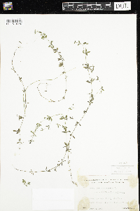 Galium trifidum subsp. subbiflorum image