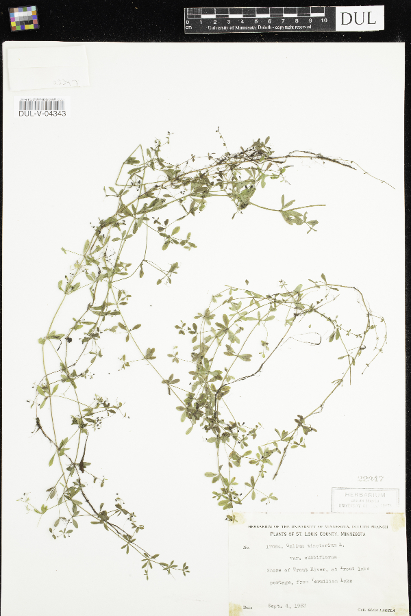 Galium trifidum subsp. subbiflorum image